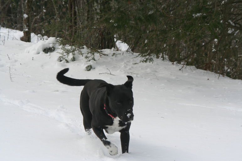 Jiggs at Falling Creek Camp