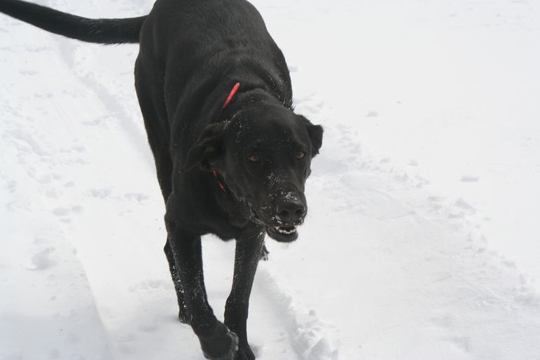 DoggyDog at Falling Creek Camp