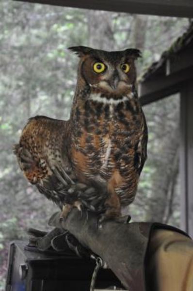 Falling Creek Owl