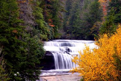 Dupont Forest