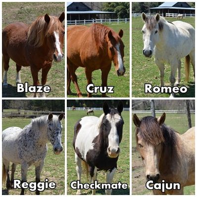 falling creek horses