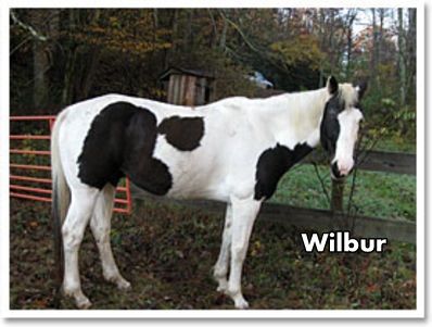 Wilbur