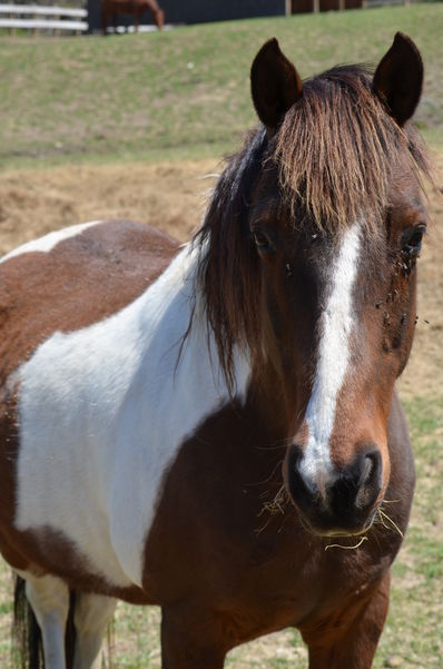 Buckwheat4